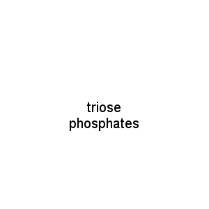 triose phosphates